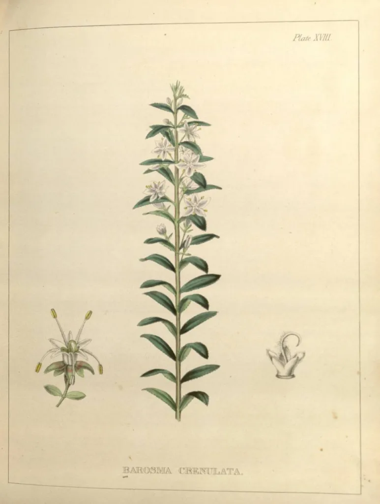 Agathosma betulina review, chapter 11: Quality, substitution and adulteration