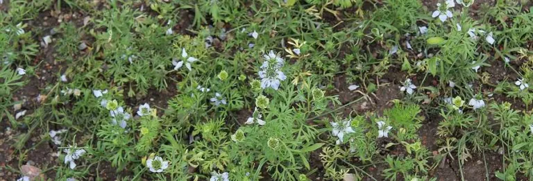 Nigella sativa growing in rows in a monastery herb garden