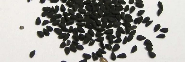 Nigella sativa seeds spread beside a one centimetre scale bar