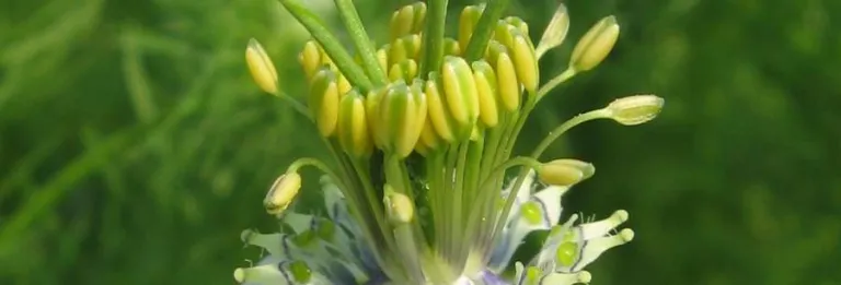 Nigella sativa plant in flower with pale petals