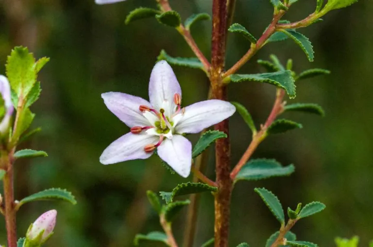 Agathosma betulina review, chapter 1: Names and identity