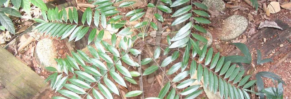 Chapter thumbnail for Eurycoma longifolia: Botany, range and Australian status