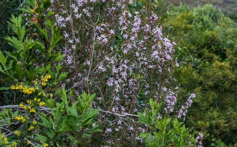 Agathosma betulina review, chapter 2: The plant and where it grows