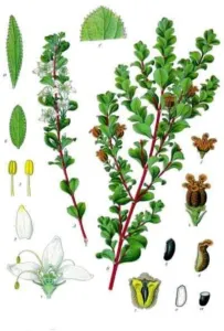 Agathosma betulina review, chapter 3: Khoi and San heritage, and the road to the pharmacopoeias