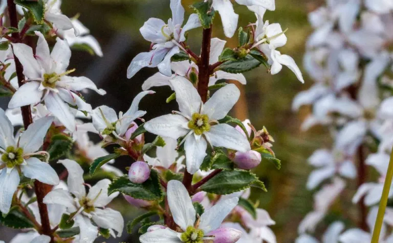 Agathosma betulina review, chapter 5: What is in the leaf