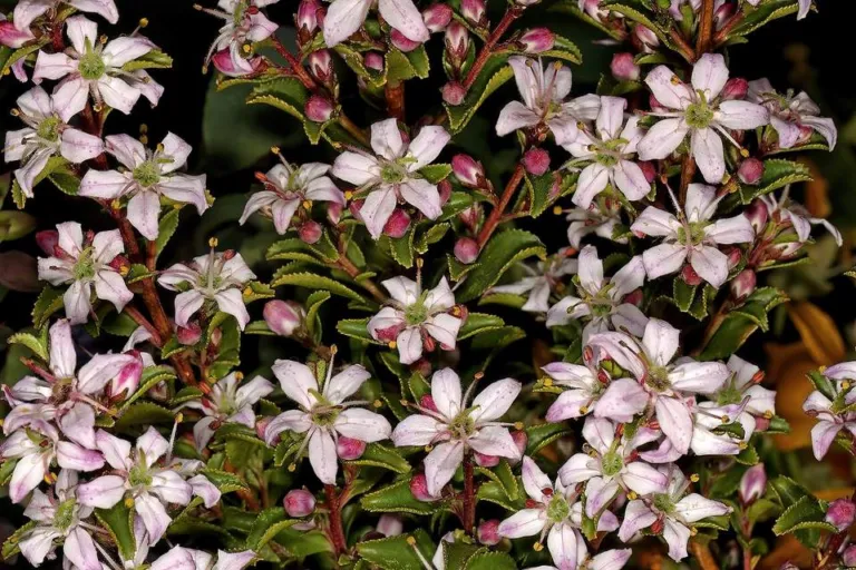 Agathosma betulina review, chapter 6: Two buchus: species, chemotype and pulegone