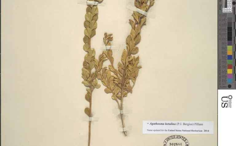 Agathosma betulina review, chapter 7: In the laboratory and in animals