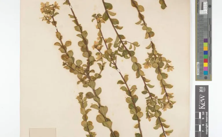 Agathosma betulina review, chapter 8: In people: the clinical evidence