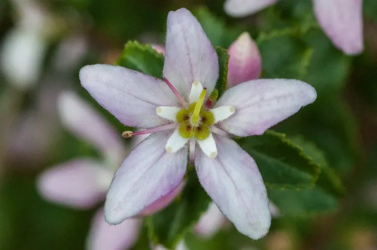 Agathosma betulina review, chapter 9: Safety and interactions