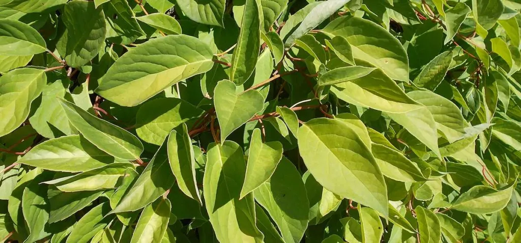 Schisandra chinensis vine with green leaves climbing in a botanic garden bed