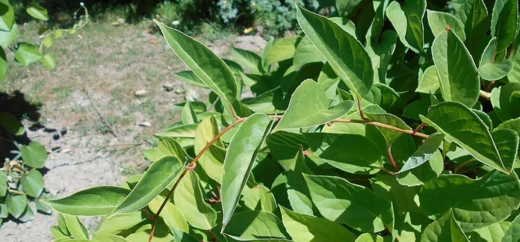 Schisandra chinensis vine with glossy elliptic leaves on twining stems in a botanic garden