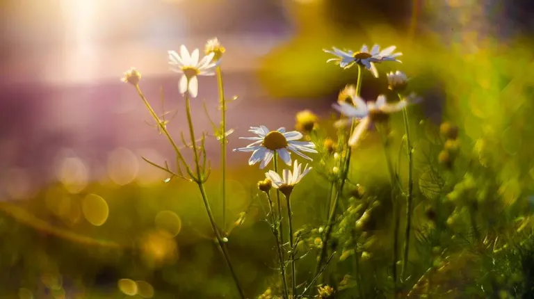 Chamomile flowers, white petals and yellow centres, lit by low golden sun