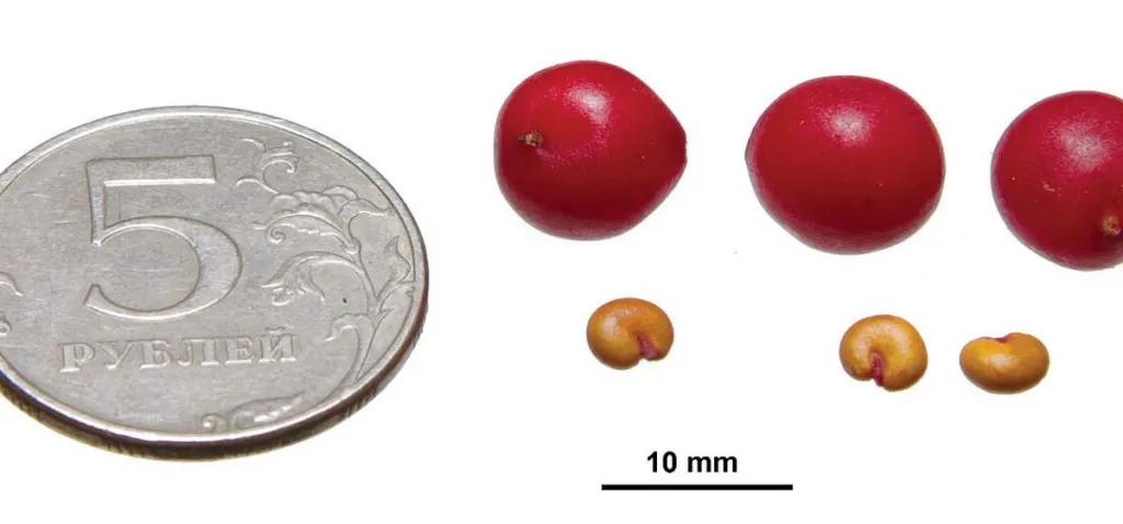 Schisandra chinensis red berries and pale kidney-shaped seeds beside a coin with a 10 mm scale bar