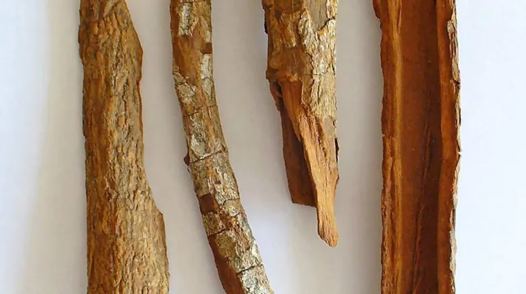 Long curled strips of reddish-brown cinchona bark against a pale background