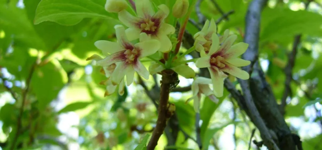 Schisandra chinensis flowers with pale cream petals hanging among green leaves