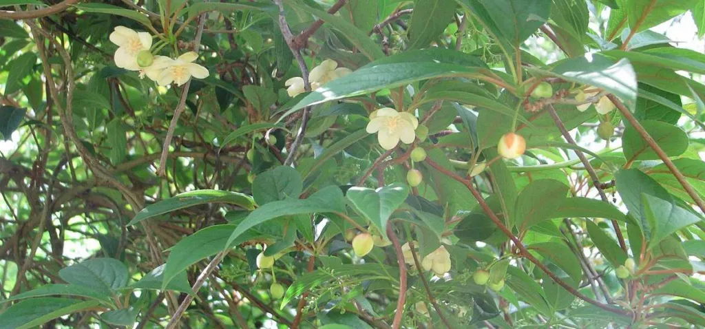 Schisandra chinensis vine in flower with small cream blossoms among dense leaves