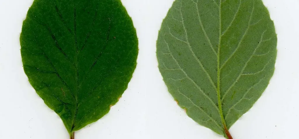 Two Schisandra chinensis leaves showing the glossy upper side and paler lower side