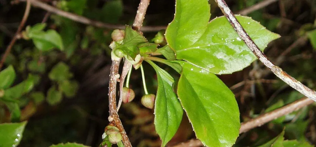 Schisandra sphenanthera shoot with leaves and small flower buds, the southern relative of Schisandra chinensis