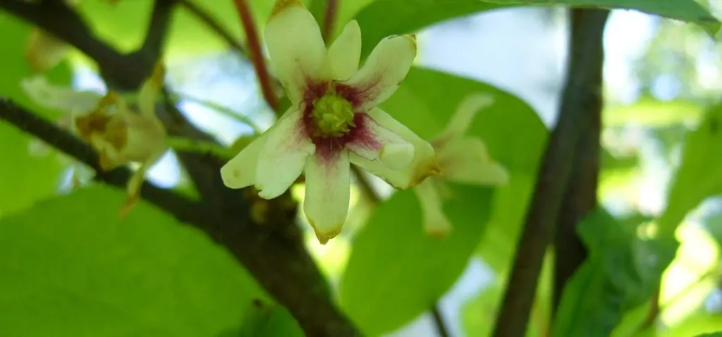 Schisandra chinensis flower with cream petals photographed on Sakhalin Island