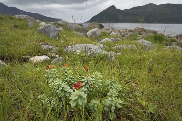 A single roseroot plant with red flower heads in rough grass and boulders on an Arctic Norwegian shore, mountains and grey sea behind