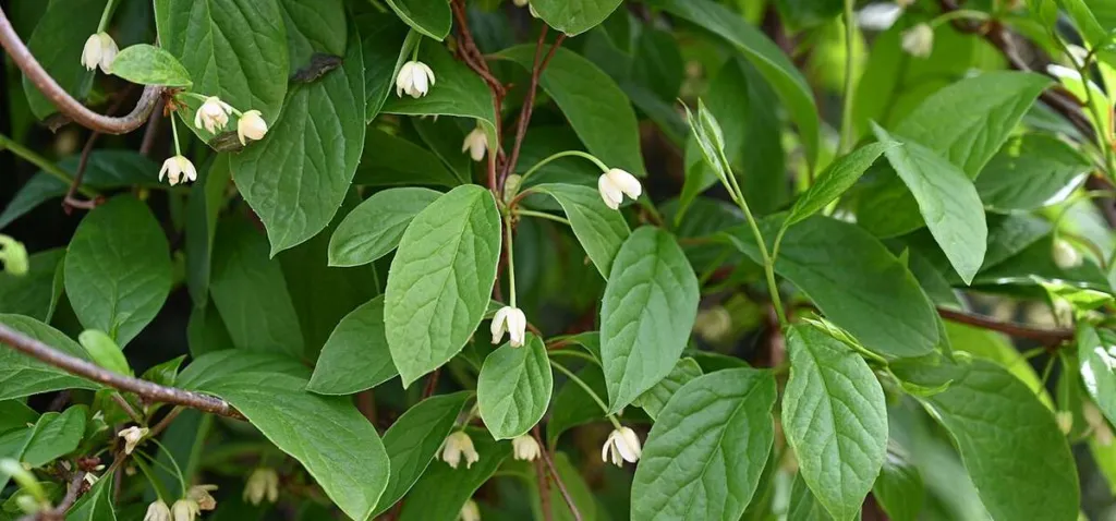 Schisandra chinensis vines in flower with pale blossoms in a Polish botanic garden