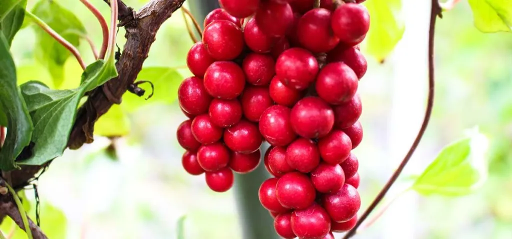 Dried Schisandra chinensis berries, dark red and glossy, spread loosely