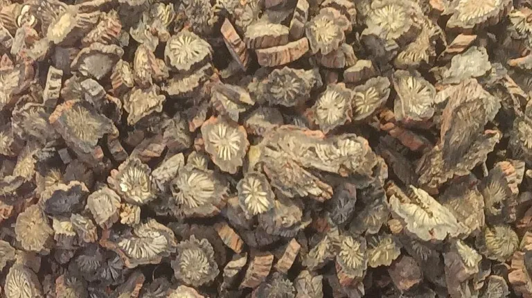 Sliced dried root of Salvia miltiorrhiza