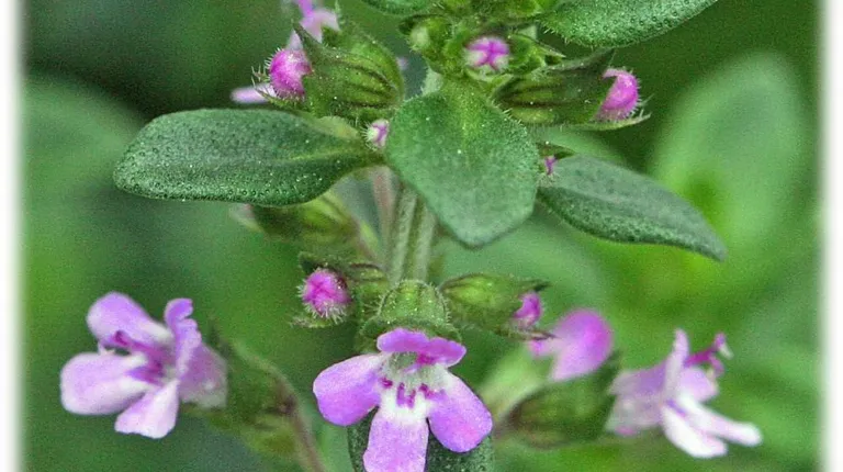 Close view of a thyme stem in flower, small pink-mauve blooms among grey-green leaves