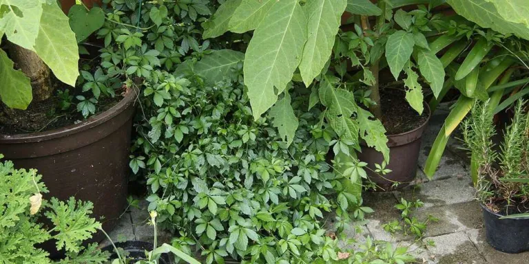 Gynostemma pentaphyllum spilling from pots among other plants in a courtyard garden