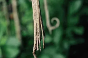 Chapter 5: Uncaria, bark and thorn