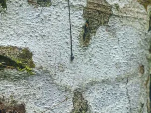 Close view of pale mottled Croton lechleri bark near Puyo, Ecuador