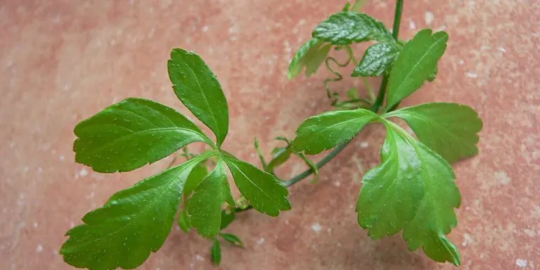 Young shoot of Gynostemma pentaphyllum with glossy five-leaflet leaves against a terracotta background