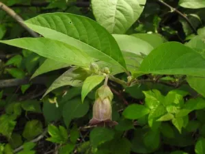 Atropa belladonna with a bell-shaped purple-brown flower among green leaves