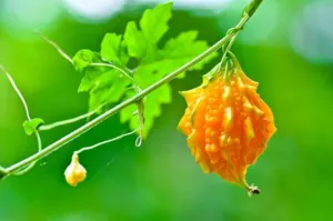 Ripe orange bitter melon fruit, Momordica charantia, hanging from its vine