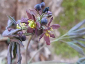 Blue cohosh Caulophyllum thalictroides purple flowers, a different plant from black cohosh