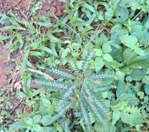 Phyllanthus niruri stems with two rows of small oval leaves on a weedy roadside in southern Brazil