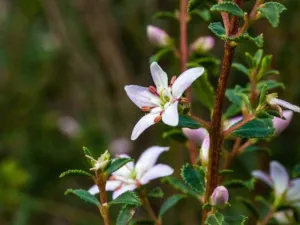 Agathosma betulina shrub with small white star-shaped flowers