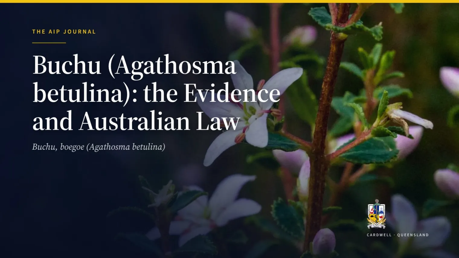 Buchu (Agathosma betulina): the Evidence and Australian Law - Australian Institute of Pharmacognosy