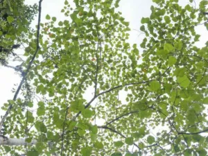 Croton lechleri canopy of heart-shaped leaves seen from below, Puyo, Ecuador