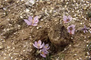 Small lilac Crocus cartwrightianus flowers with red stigmas growing on stony ground in Greece