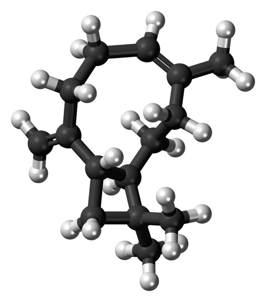 Ball-and-stick model of the beta-caryophyllene molecule, carbon atoms in black and hydrogen in white