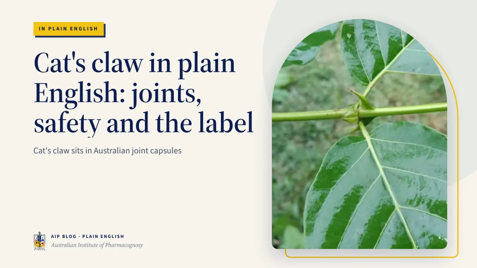 Cat's claw in plain English: joints, safety and the label - Australian Institute of Pharmacognosy