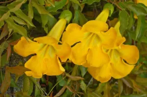 Dolichandra unguis-cati cat's claw creeper with large yellow trumpet flowers