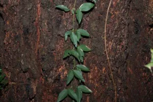 Dolichandra unguis-cati cat's claw creeper vine climbing a tree trunk in Queensland