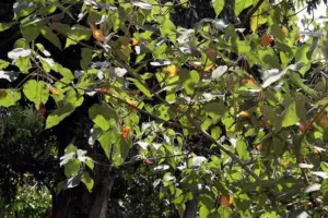 Croton draco foliage in a Costa Rican botanical garden, a relative of Croton lechleri