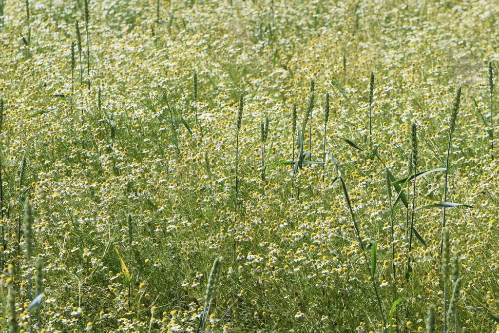 Chamomile, Matricaria chamomilla, white and yellow flowers