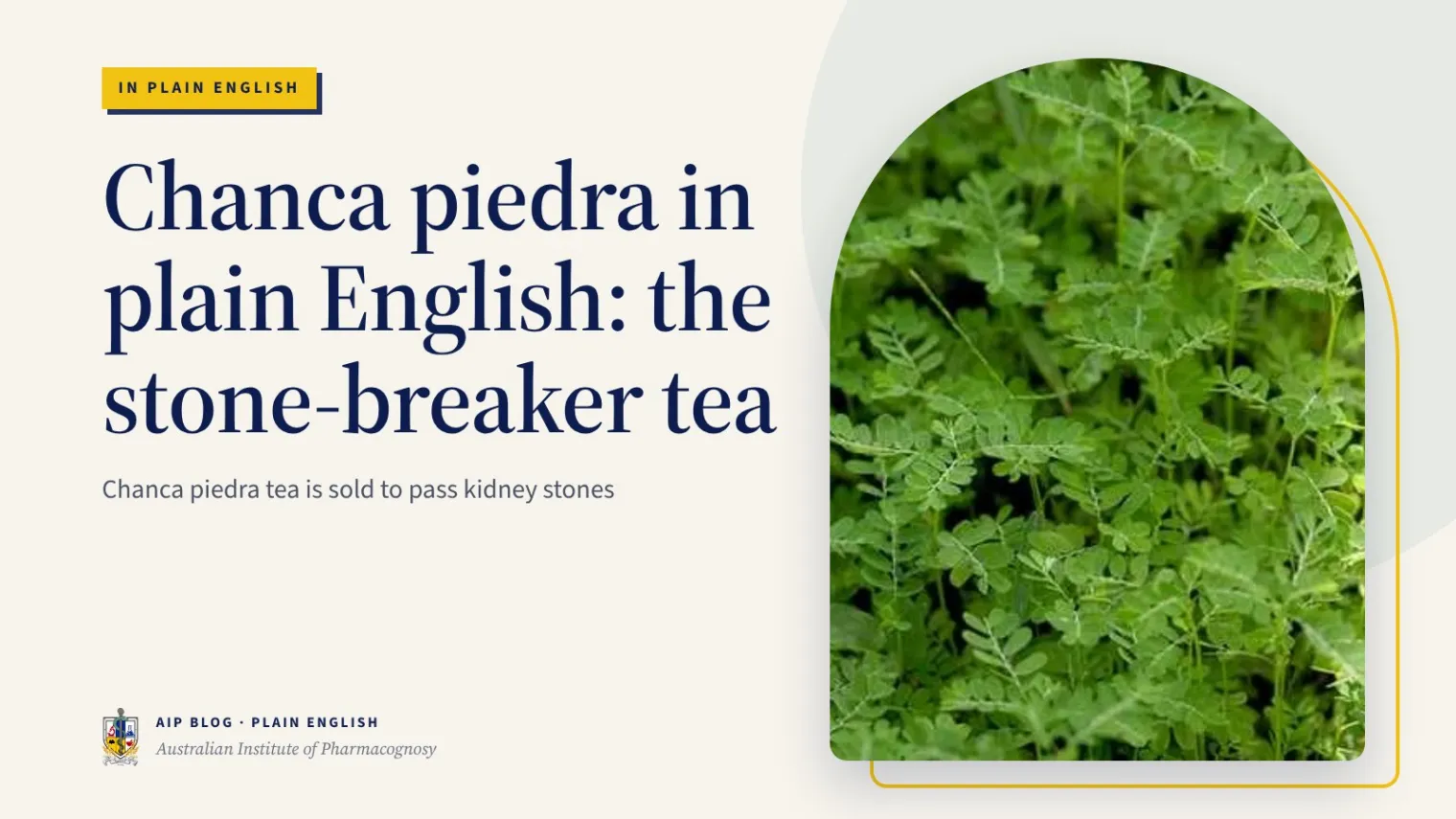 Chanca piedra in plain English: the stone-breaker tea - Australian Institute of Pharmacognosy