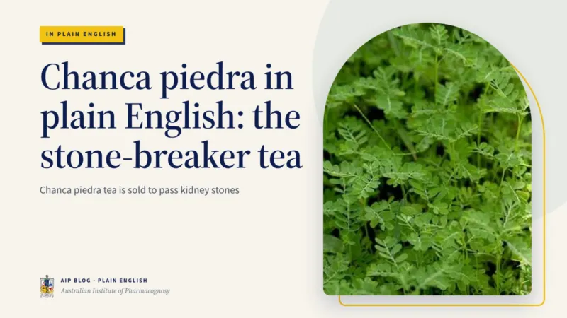 Chanca piedra in plain English: the stone-breaker tea