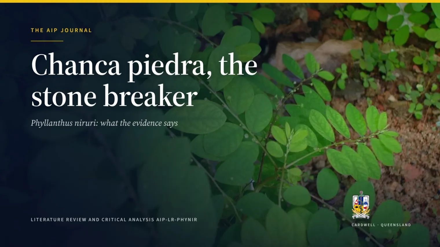 Chanca piedra (Phyllanthus niruri): kidney stone evidence - Australian Institute of Pharmacognosy