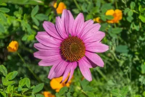 Chapter 6: Echinacea, a garden flower
